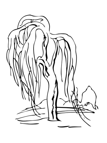 Weeping Willow Tree Coloring Page